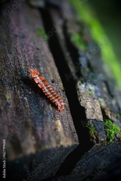 Obraz A fascinating trilobite beetle larva on bark.