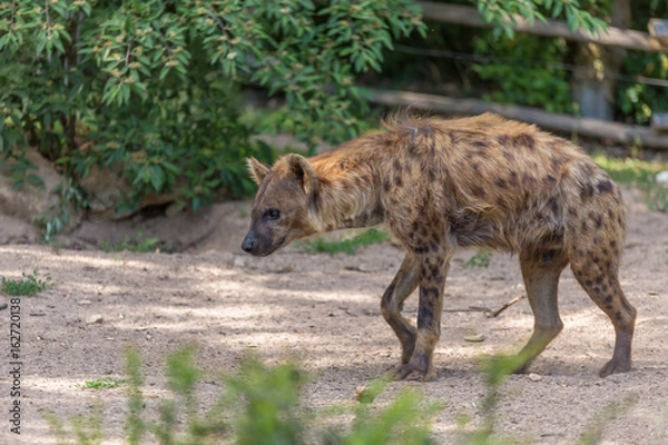 Fototapeta Hyena walking on ground floor with bushes on the background