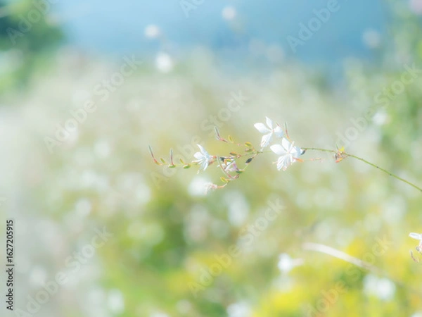 Fototapeta 春から秋の公園や花壇を彩るガウラのある景色。自然風景素材。