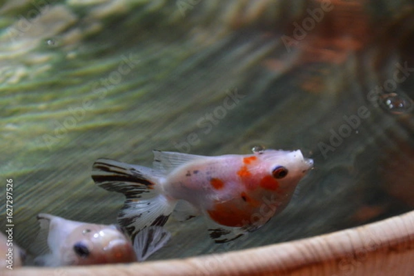 Fototapeta 金魚