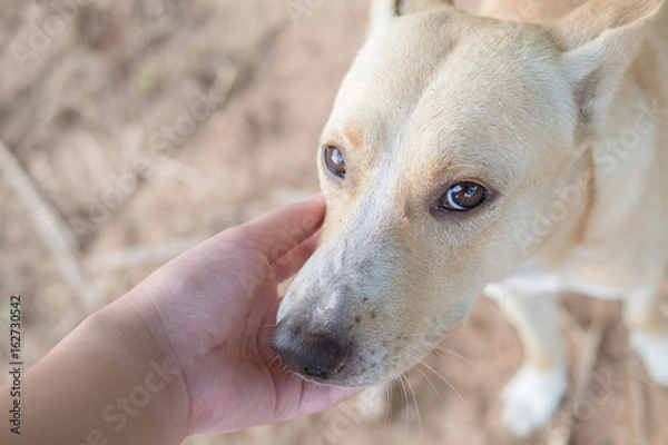 Obraz Hand to the dog expression merciful asia dog