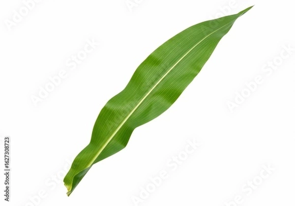 Obraz Isolated corn leaf with prominent veins and vibrant green color on white background