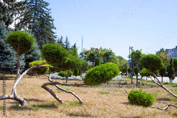 Fototapeta Bushes in the town park in summer