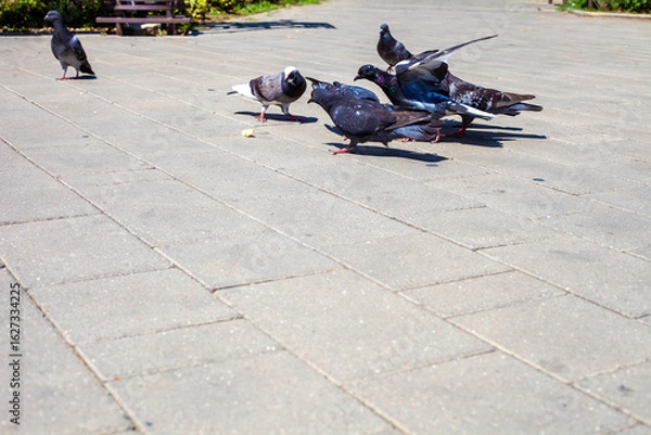 Fototapeta Birds in the town park in the afternoon