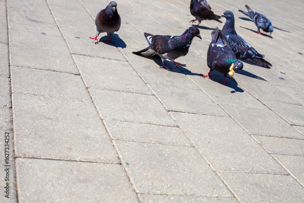 Fototapeta Birds in the town park in the afternoon