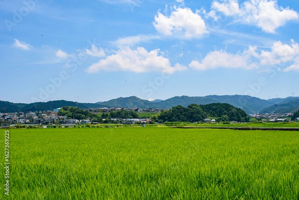 Obraz 夏の田んぼ