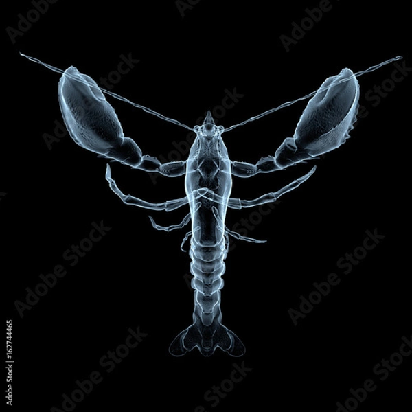 Obraz x-ray lobster