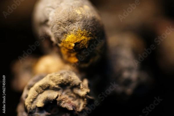 Fototapeta Macro shot of green mould on dried blueberries