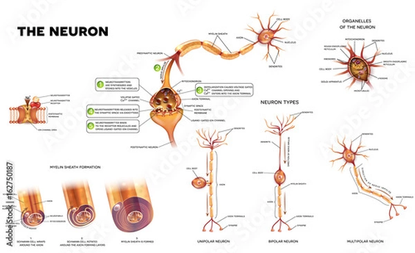 Fototapeta Szczegółowe ilustracje anatomii neuronu. Typy neuronów, tworzenie otoczki mielinowej, organelle ciała neuronu i synapsa.