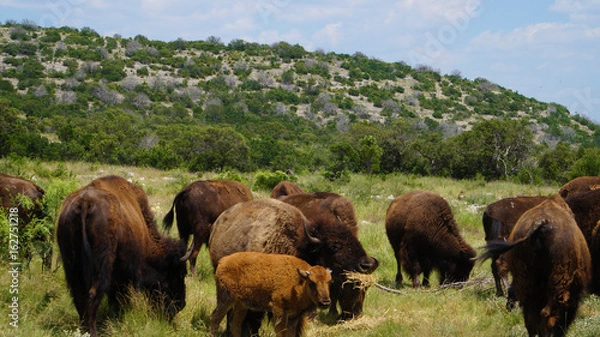 Obraz Herd of Bison