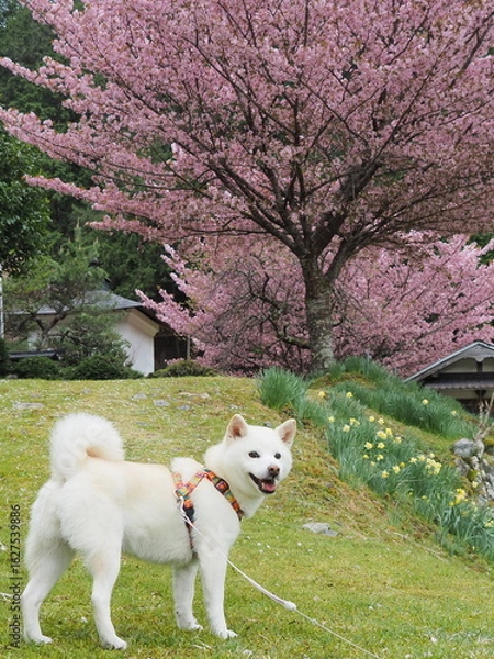 Fototapeta 満開の桜と白い犬