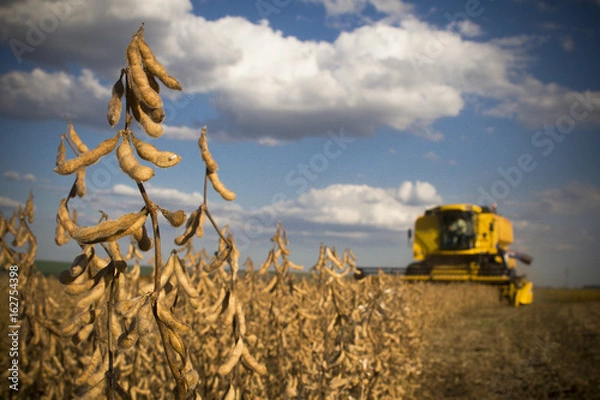 Obraz Colheita de soja