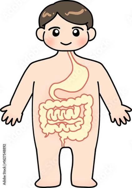 Fototapeta 어린이 몸속세상