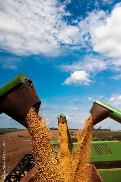 Obraz Colheita de soja