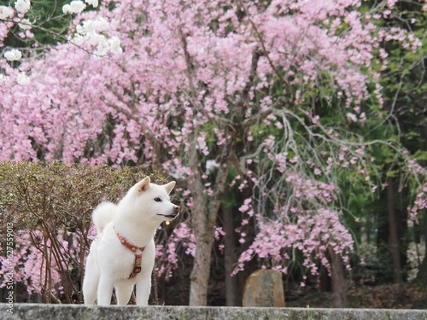 Fototapeta 満開の桜と白い犬