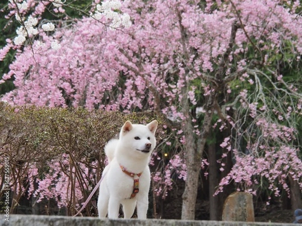 Fototapeta 満開の桜と白い犬