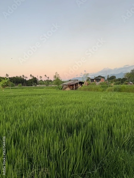 Obraz Ricefields sunset