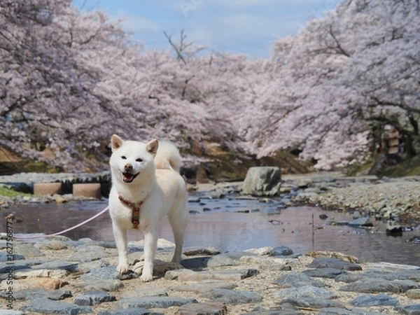 Fototapeta 満開の桜と白い犬