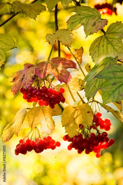 Obraz Guelder Rose or snowball tree