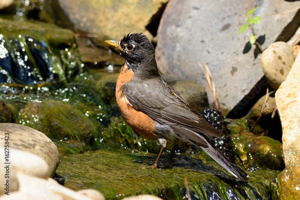 Fototapeta wet robin splashing