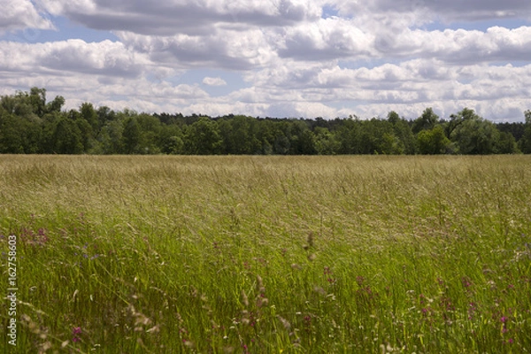 Obraz Разнотравье. Заливные луга.