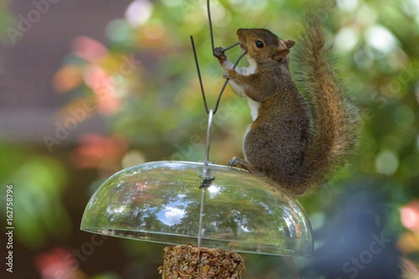 Fototapeta Squirrel chews feeder