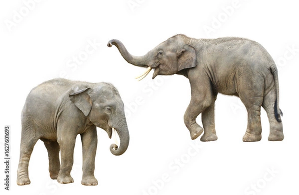 Obraz アジアゾウ