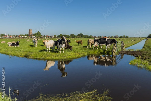 Obraz View on Ransdorp with Cows