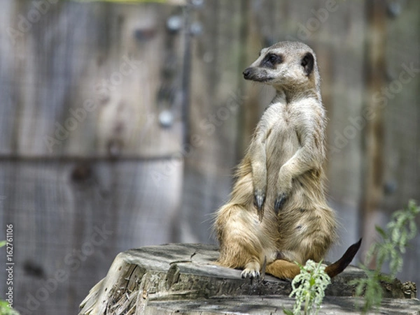 Fototapeta Meerkat Sitting on a Rock