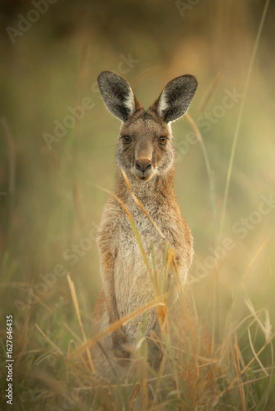 Obraz Young Eastern Grey Kangaroo enjoying the afternoon sun in Wacol, Brisbane, Queensland.