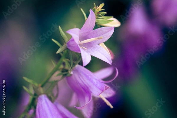 Fototapeta Campanellis