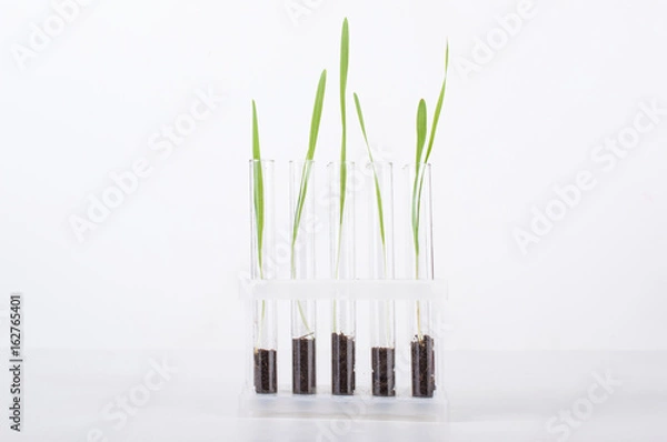 Fototapeta sprout in a test tube