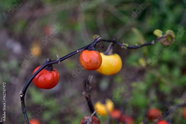 Fototapeta トマト