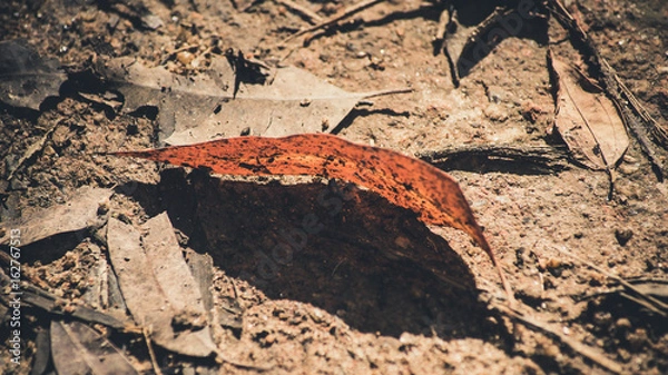 Obraz Sleep Orange leaf