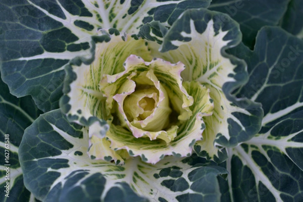 Obraz 白キャベツ