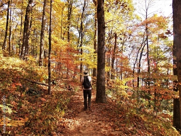 Obraz Autumn Journey