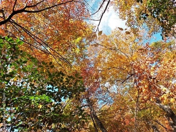 Obraz Looking Up in Autumn