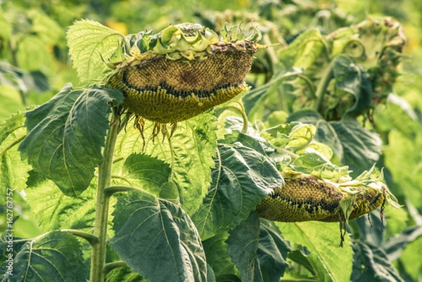 Obraz Sunflower with alligator and frog shape