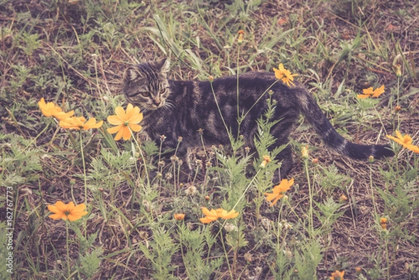 Obraz Cat between flowers