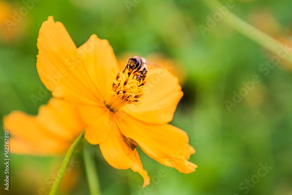 Obraz Bee in the orange flower