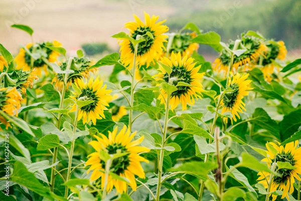 Obraz sunflowers 