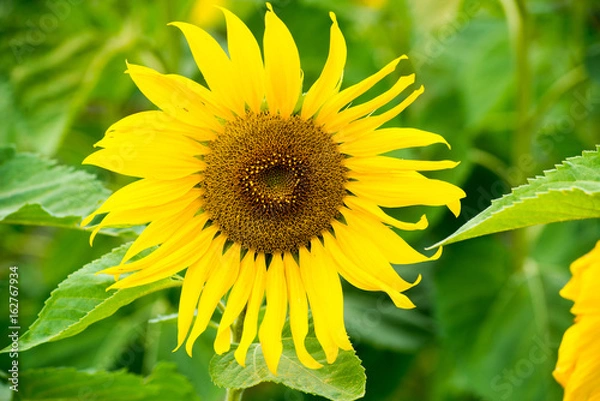 Obraz Sunflower