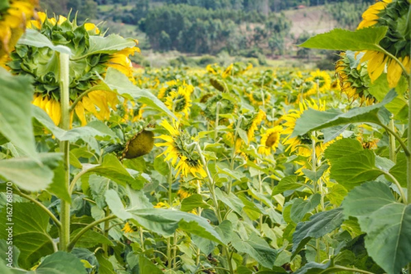 Obraz sunflower field