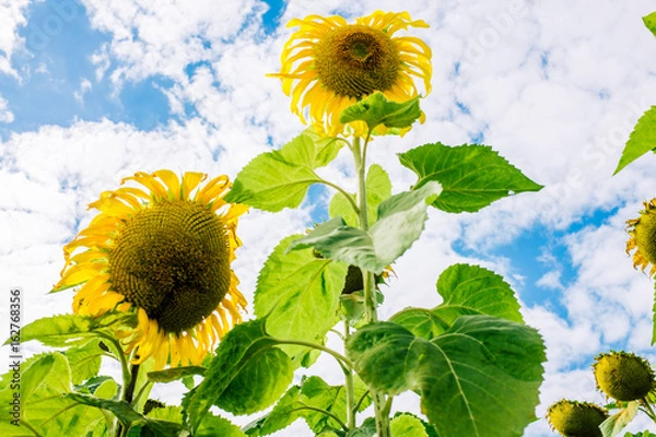 Obraz sunflowers in the sky