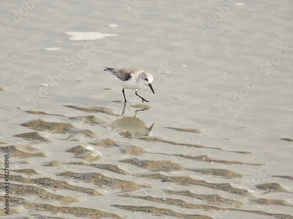 Obraz Sandpiper Stepping