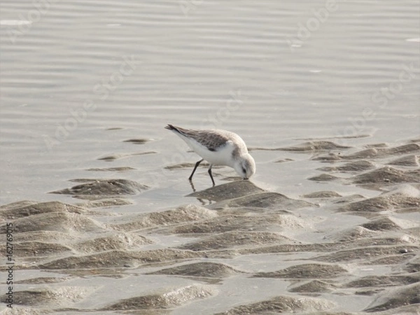 Obraz Sandpiper Digging