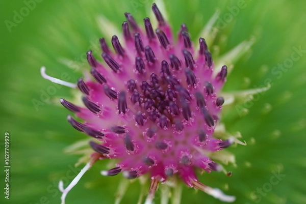 Obraz アザミの花