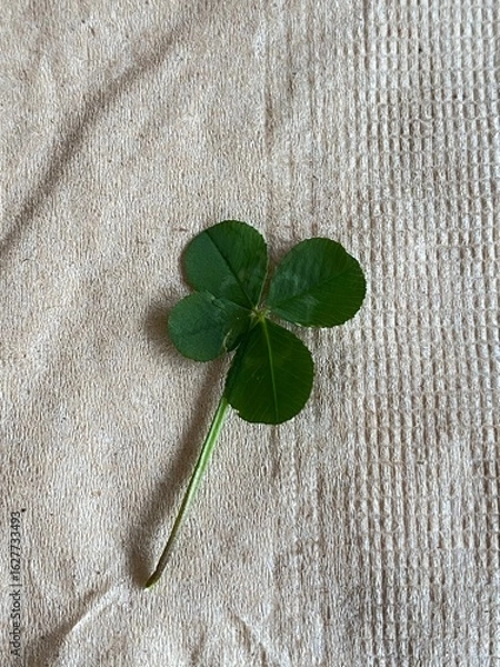 Obraz 네잎클로버