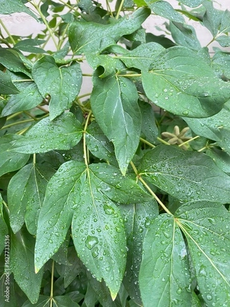 Fototapeta 나뭇잎