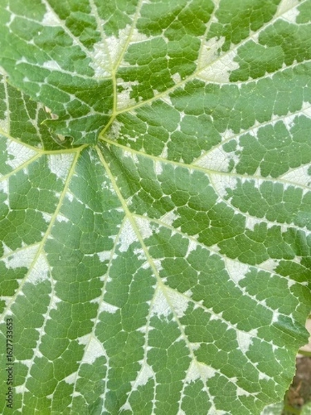 Fototapeta 나뭇잎
